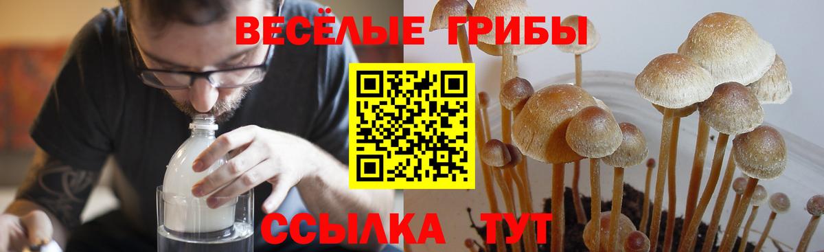 Псилоцибиновые грибы ЛСД  Вход с VPN  Курчалой  Псилоцибиновые грибы мухоморы 